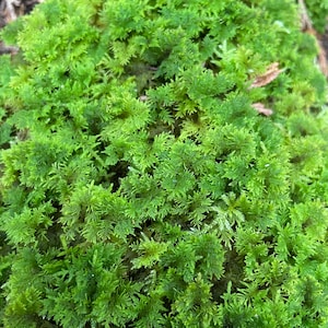 May include: A close-up of a patch of vibrant green moss growing on a forest floor.