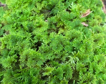 Assorted Moss - Cushion Moss, Plume Moss, Fern Moss, Tree Moss, Mood Moss, etc. For terrarium, vivarium, moss garden, shade garden.