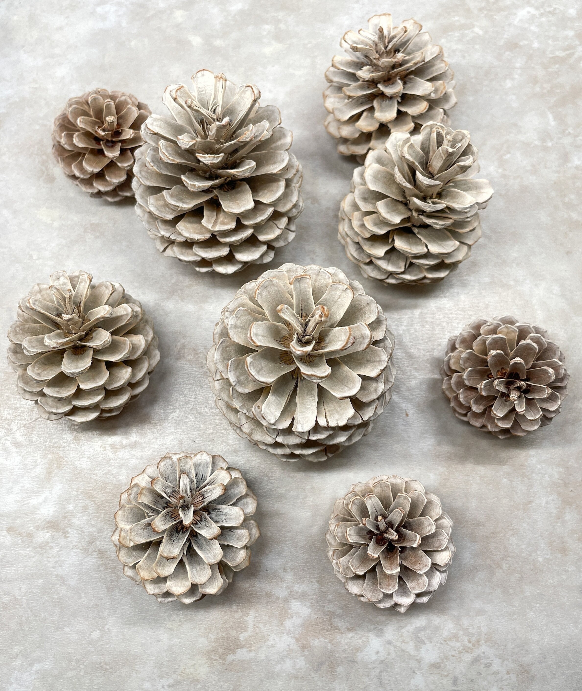 Eastern White Pine Cones 75, Large, Bulk, Natural/ Untreated, Sanitized  Ontario, Canada Pinecones/ Crafting, Wreaths, Rustic Wedding 