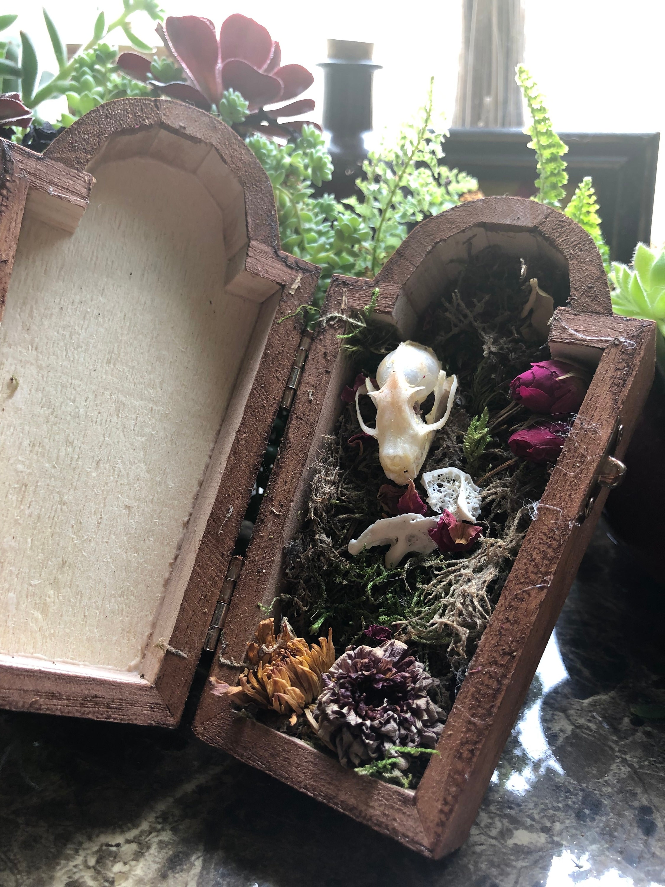 Skull in Coffin Terrarium with Crystals Etsy