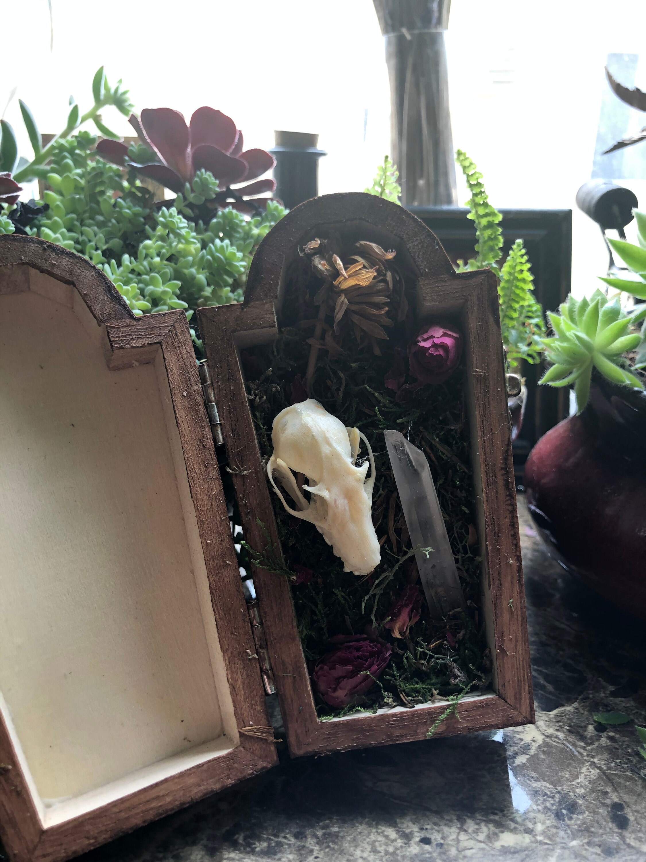 Skull in Coffin Terrarium with Crystals Etsy