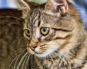 Animal Photography, Kitten, Cat, Green Eyes