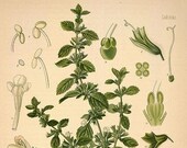 Lemon Balm Elixir - melissa officinalis - organic tincture with raw Hawaiian honey and brandy