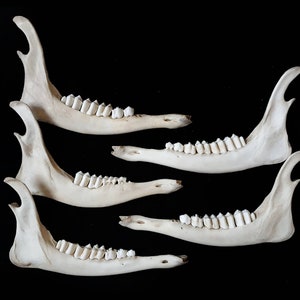 Real Individual Deer Jaws Jaw Bone Mandible Skull Wild Animal - Etsy UK Real Individual Deer Jaws Jaw Bone Mandible Skull Wild Animal - Etsy UK