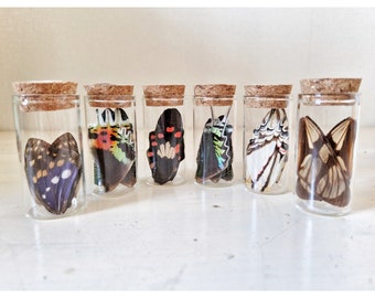 Real butterfly moth wings in glass vial large curio cabinet wiccan gothic alternative home decor Taxidermy Oddities