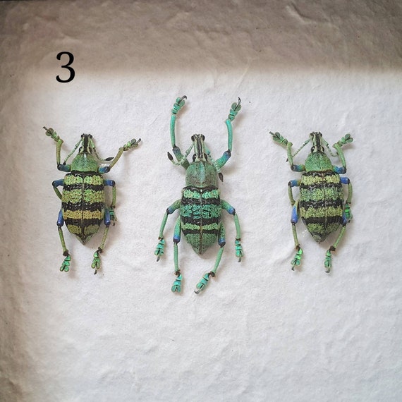 Beetles taxidermy collection for sale Framed bugs  Eupholeus bennetti BAE4 