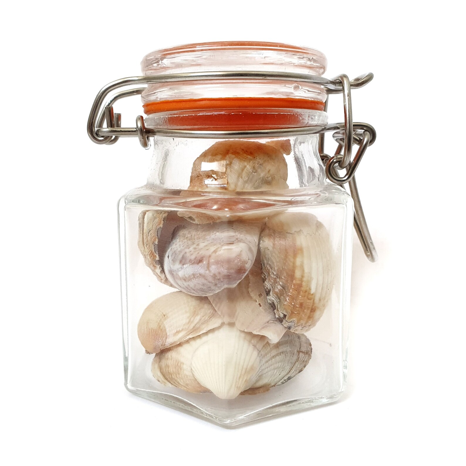 Real cockle whelk limpet shells in jar sealife ocean animal Etsy
