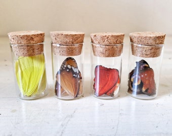 Real butterfly wings in glass vial small curio cabinet wiccan gothic alternative home decor Taxidermy Oddities