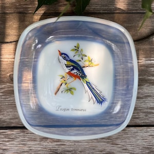 May include: A square, translucent opalescent glass plate featuring a colorful illustration of a Trogon temnurus bird perched on a branch with green leaves. The bird has blue, yellow, and orange plumage. The text Trogon temnurus is printed below.