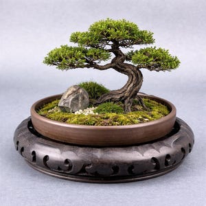 May include: A miniature bonsai tree with a textured, dark brown trunk and dense green foliage, planted in a shallow, round, matte brown ceramic pot. The soil is covered with green moss, small white pebbles, and a single smooth gray stone.
