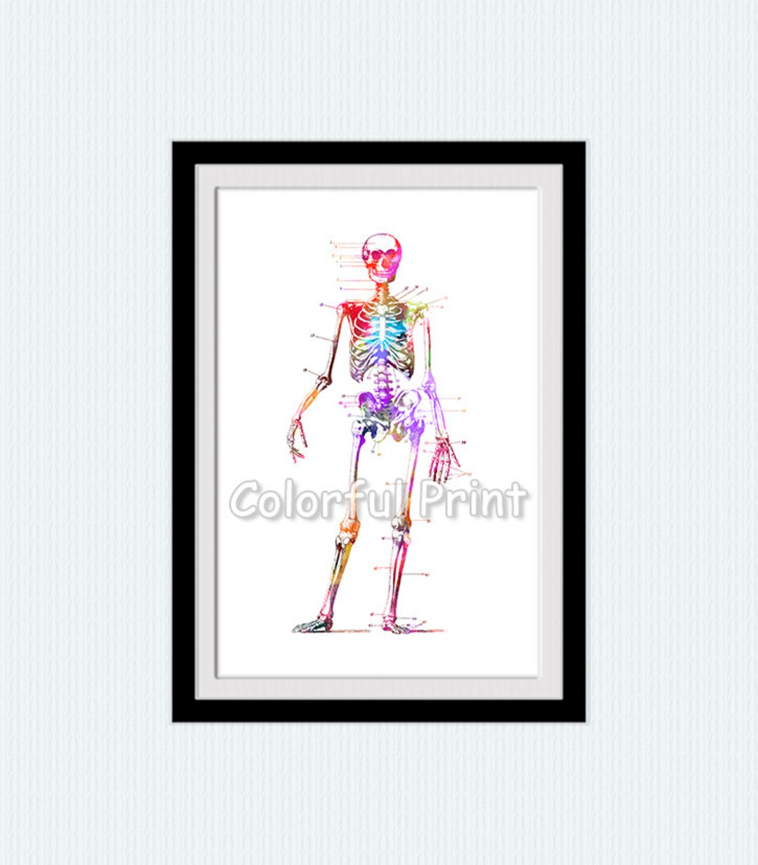 Anatomy Print Human Skeleton Art Skeleton Poster Anatomical Wall Decor ...