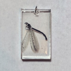 Insect and Arachnid Specimen Pendants