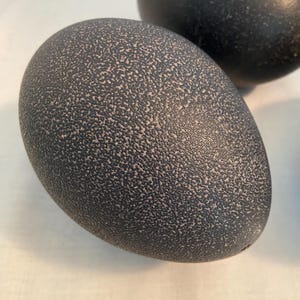 Large Empty Emu Egg shell for Decorating, Crafting, Display (Approx. 5.5" Long)