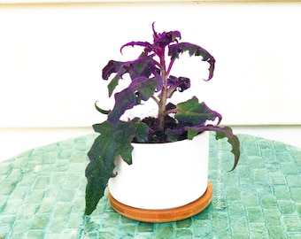 LIVE PLANT Purple Passion/Purple Velvet Plant (Gynura aurantiaca) Live Plant/Cuttings + FREE Gift cutting!