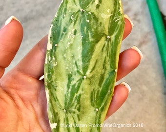 Prickly pear cactus | Etsy
