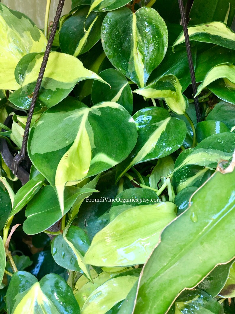 612 Sizes Philodendron Brasil Vine  Free Plant image 0