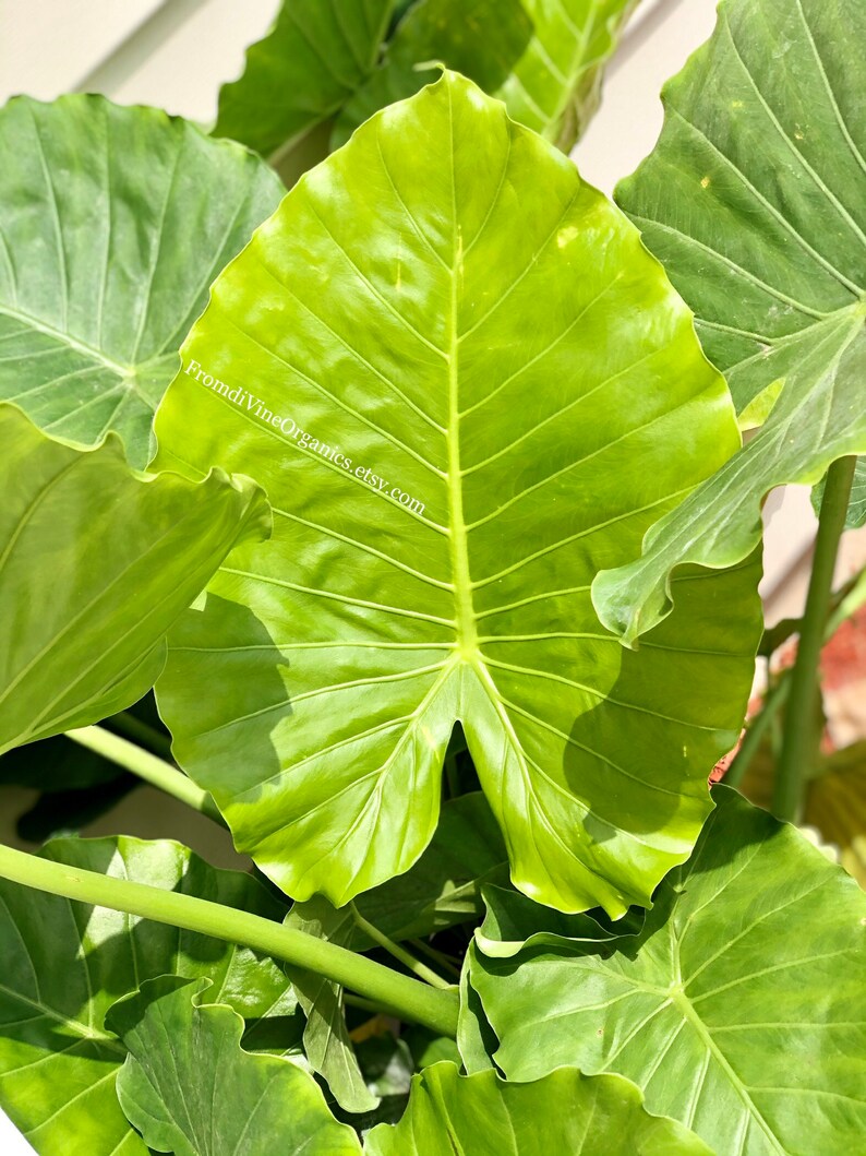 1 3 FOOT California Elephant Ear Free Cutting Alocasia | Etsy