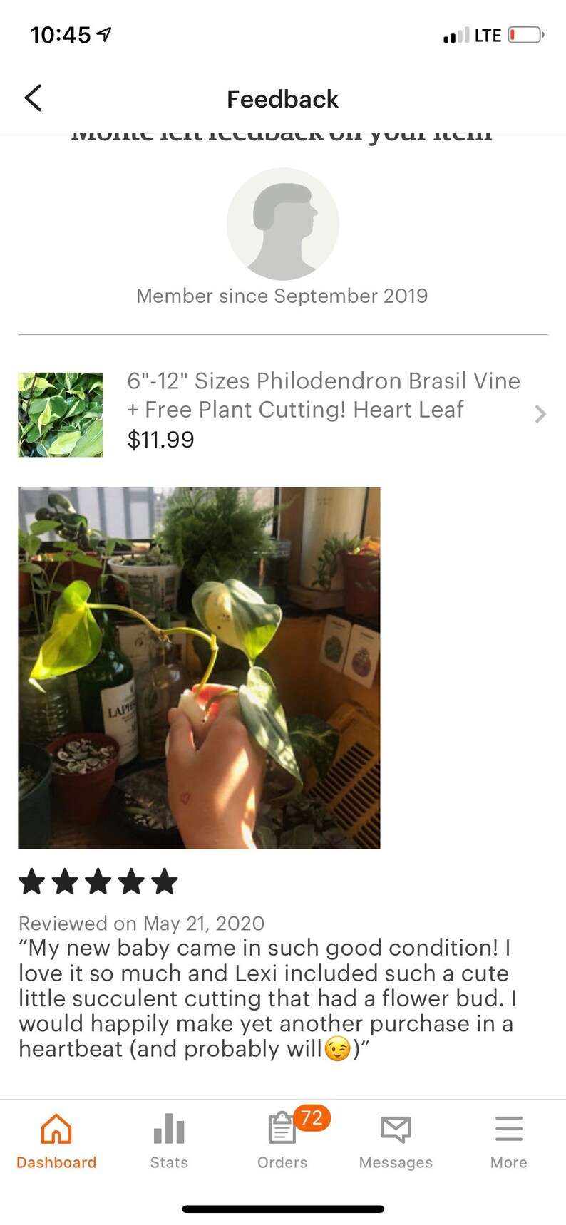 612 Sizes Philodendron Brasil Vine  Free Plant image 2