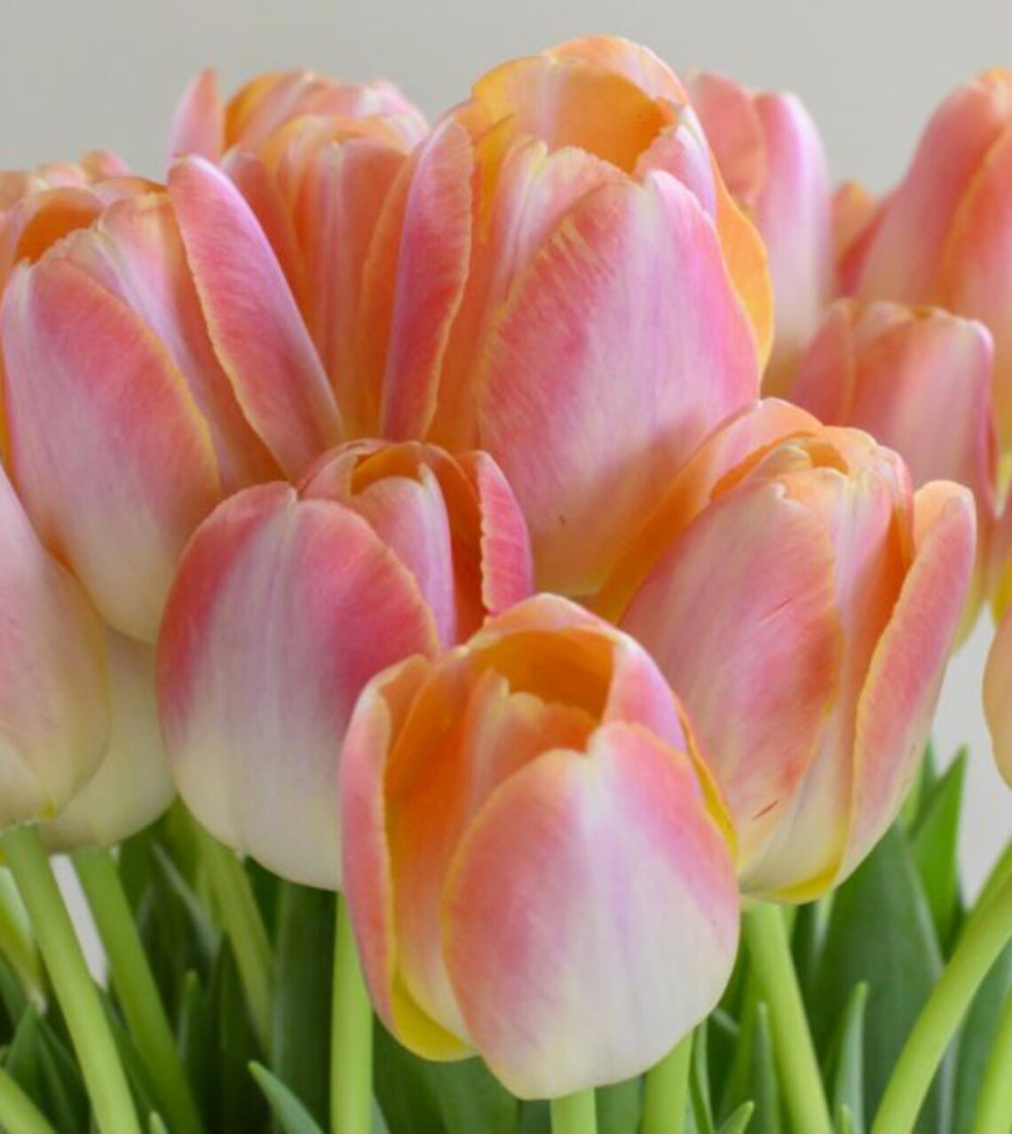 PERENNIALIZING 10 BULBS 'Kunyun' Tulip Bulbs Free Etsy