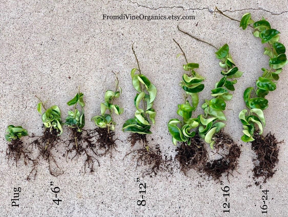 LIVE PLANT Hoya Carnosa Krinkle Kurl + Free Gift Cutting! Wax Plant; …