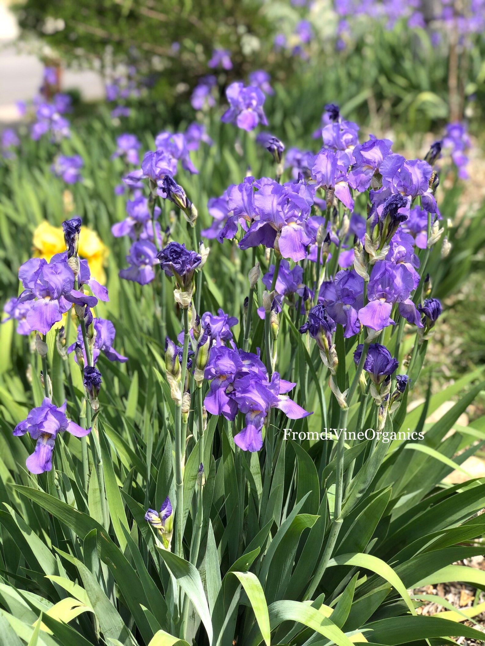 Purple Bearded Iris Purple Flag Iris Purple Iris Iris Rhizome Iris Bulb