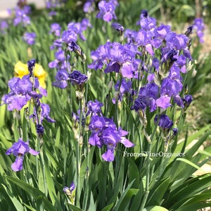 Purple Bearded Iris Purple Flag Iris Purple Iris Iris rhizome Iris bulb Iris plant Live Plant + FREE seeds!