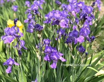 Purple Bearded Iris Purple Flag Iris Purple Iris Iris rhizome Iris bulb Iris plant Live Plant + FREE seeds!
