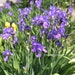 see more listings in the Flowering Plants section