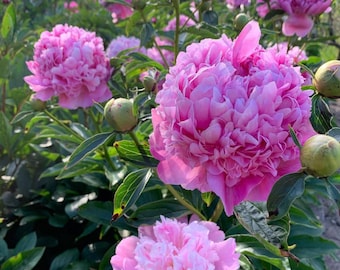 LIVE PLANT 8” POT 'Monsieur Jules Elie' Peony Heat-Resistant Double Bloom Peony + Free Seeds! Anemone Peony flowers Paeonia Southern Garden