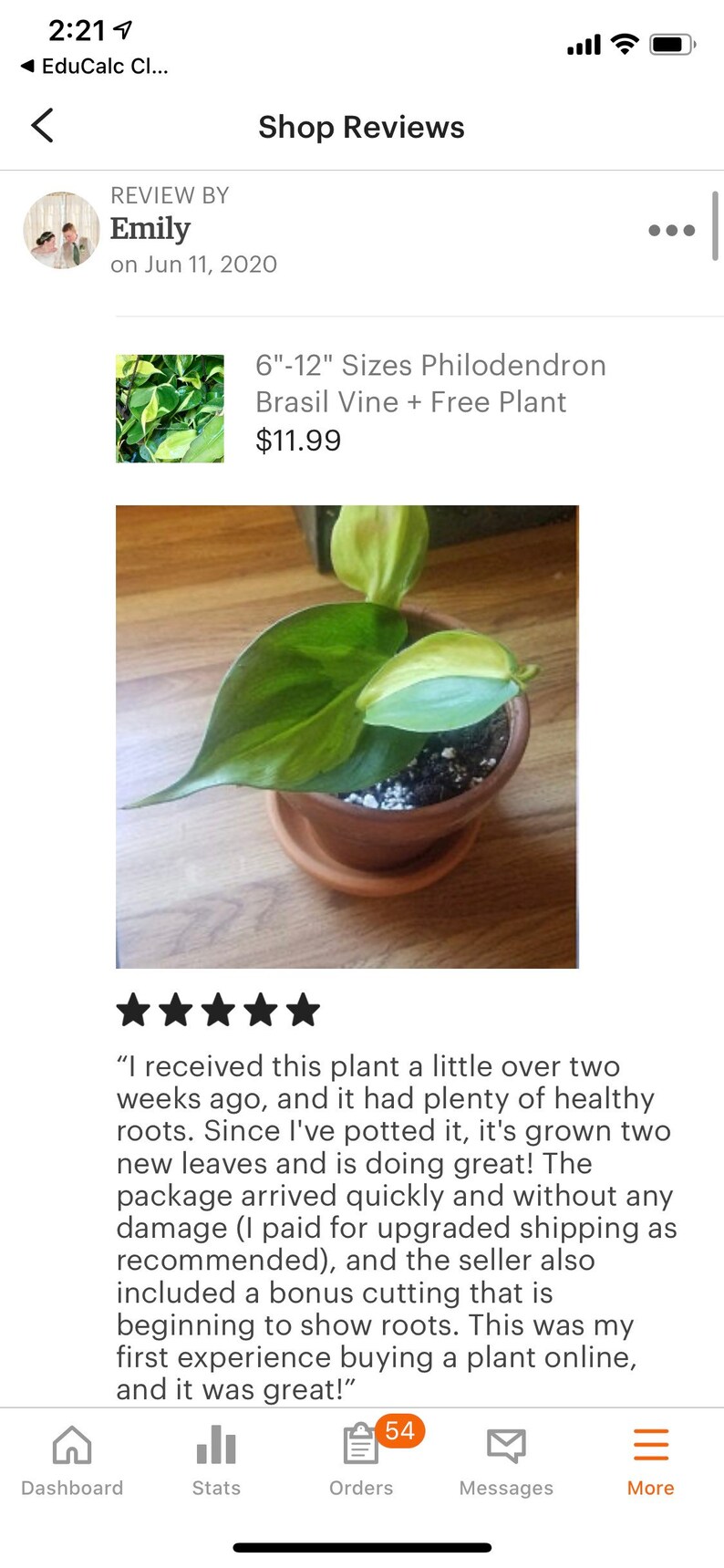 612 Sizes Philodendron Brasil Vine  Free Plant image 6