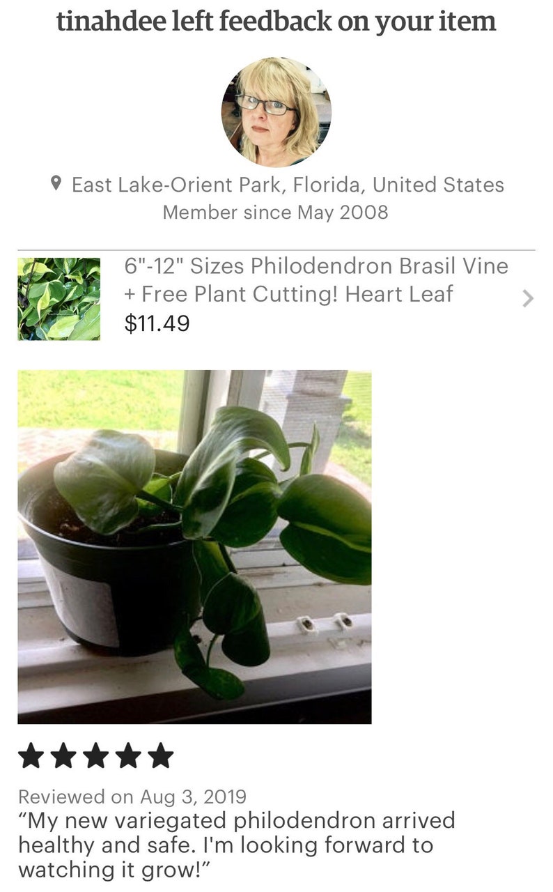 612 Sizes Philodendron Brasil Vine  Free Plant image 4