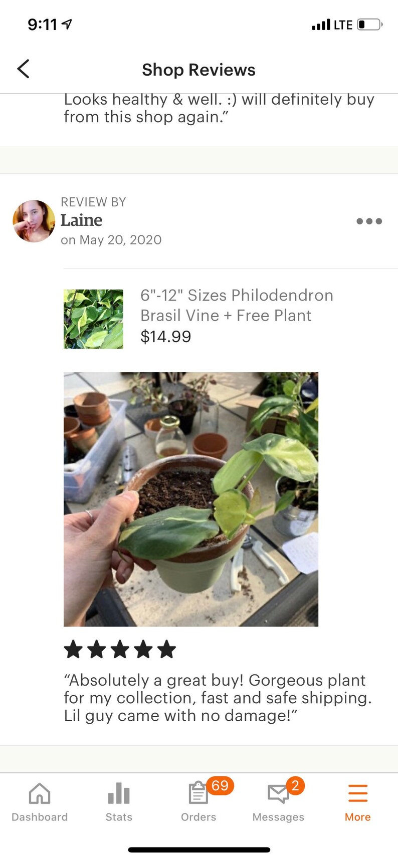 612 Sizes Philodendron Brasil Vine  Free Plant image 1