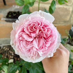 Assorted Premium Rose Cuttings - Rare & Hard-to-Find Cultivars- Live Unrooted Cuttings for Propagation