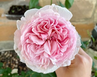 5/10 ROSE Cuttings for Cut Flower Garden Rare Rose Varieties For Propagating Rose Flower Clippings Pack