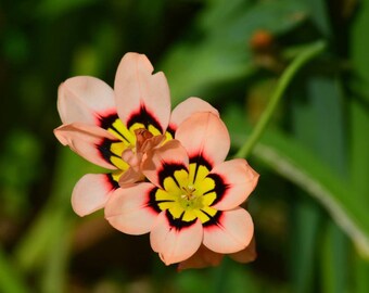 5 Harlequin Flower Sparaxus Bulbs + FREE Gift cutting! Sparaxis Plant Harlequin Flower Plant Harlequin Bulbs Sparaxis Bulbs