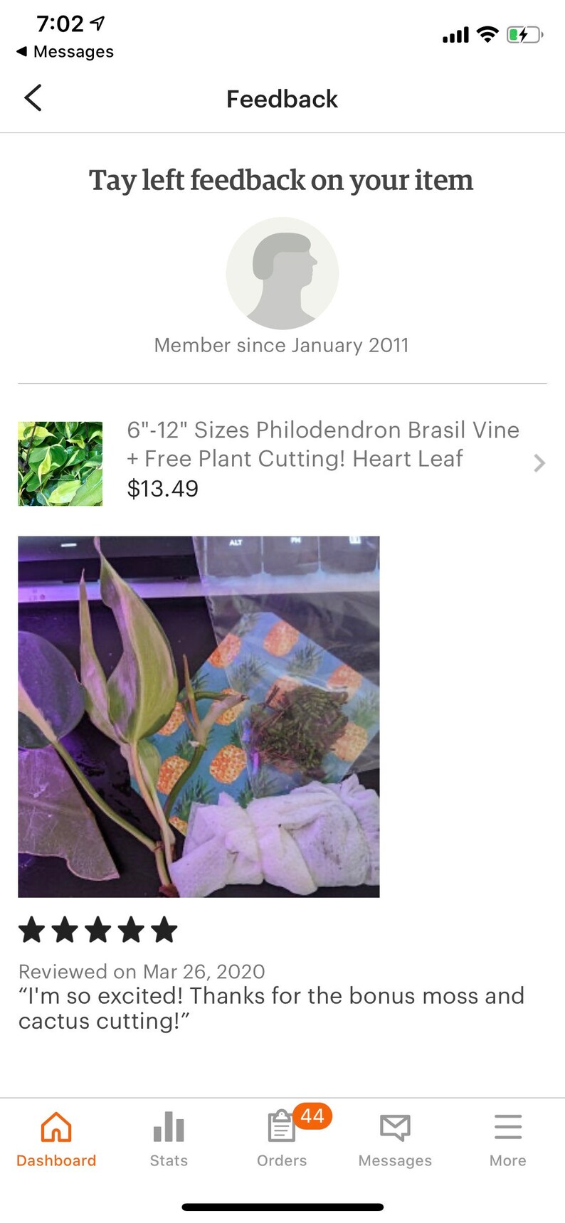 612 Sizes Philodendron Brasil Vine  Free Plant image 3