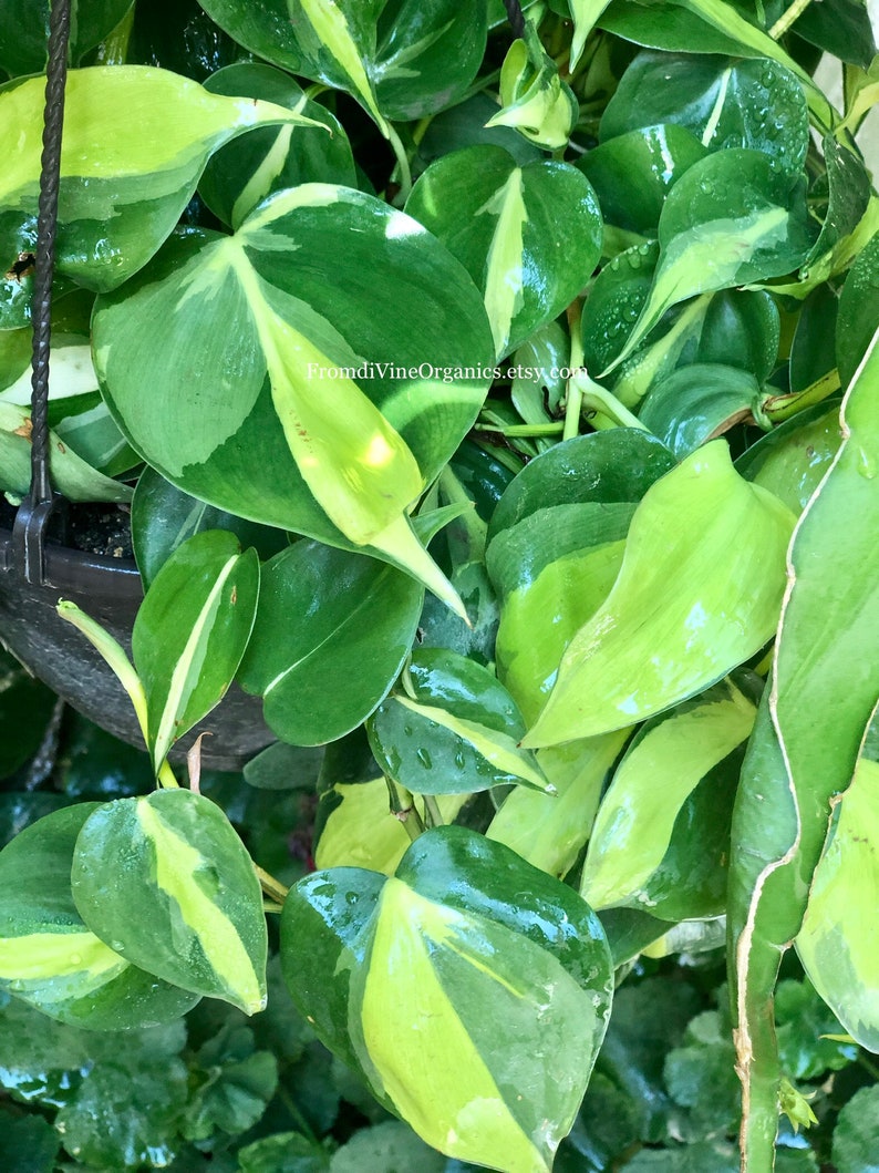 612 Sizes Philodendron Brasil Vine  Free Plant image 5