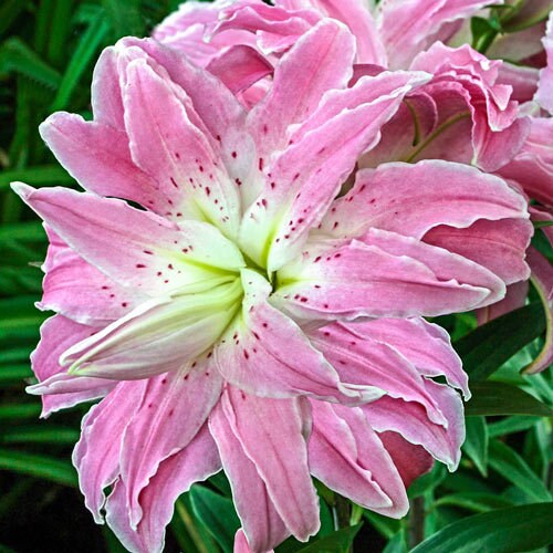 Лилия lotus elegance