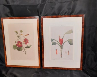 Conjunto de 2 arte enmarcado, ilustrado por Pierre-Joseph Redouté vintage