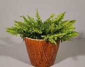 Unieke Erica / Westraven Bloempot Oker '60 vintage