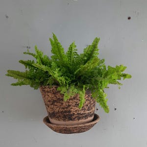 Puede incluir: Un exuberante helecho verde en una maceta de cerámica marrón texturizada con un platillo a juego. Las frondas de la planta son de un verde vibrante, contrastando con los tonos terrosos de la maceta. La maceta es redonda y tiene un diseño moteado.