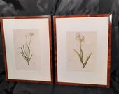 Set van 2 Ingelijst kunst, geïllustreerd door Pierre-Joseph Redouté vintage