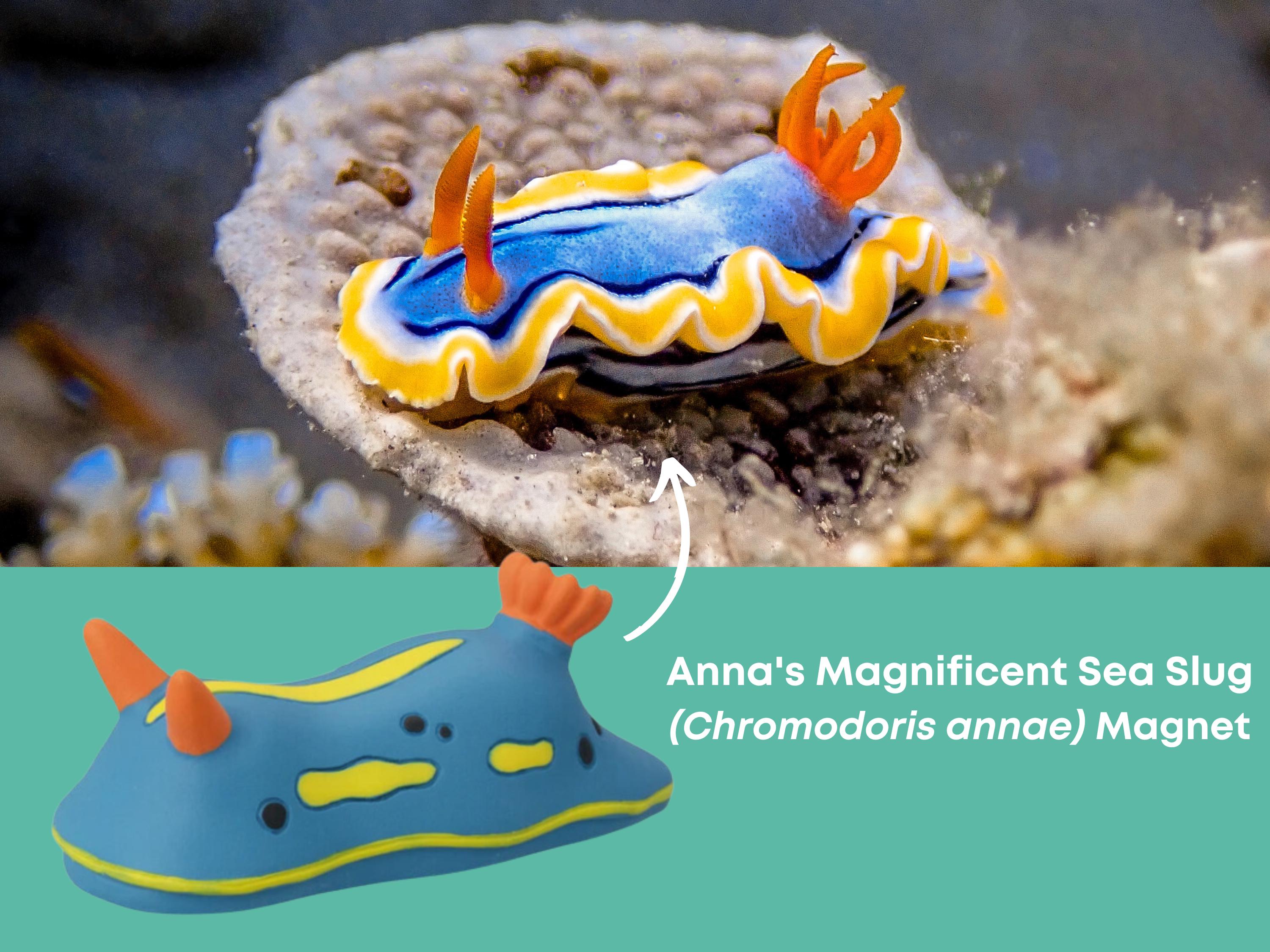 Anna's Magnificent Sea Slug Magnet (Chromodoris annae) | Nudibranch Gift | Refrigerator Magnet | Office or Dorm Decor