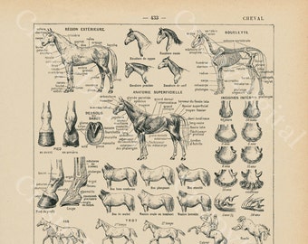 French Equine Anatomy Chart