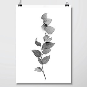 Downloadable set of 3 botanical prints black white monochrome Printable art Australian gum leaves fern fronds Print set Wall art Wall Decor image 10