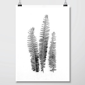 Set of 3 black and white botanical downloadable prints Printable art set digital illustration Australian gum leaves Fern wall art Monochrome image 8