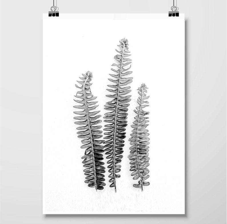 Downloadable set of 3 botanical prints black white monochrome Printable art Australian gum leaves fern fronds Print set Wall art Wall Decor image 8