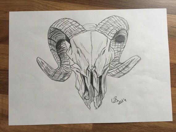 Oryginalna Baran Rysunek Czaszki