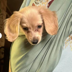 Dog Sling Soft Carrier - Carry your Puppy, Small Dog, Cat, or any Small Pet - Select a Print & Lining- Includes Safety Strap/Clip