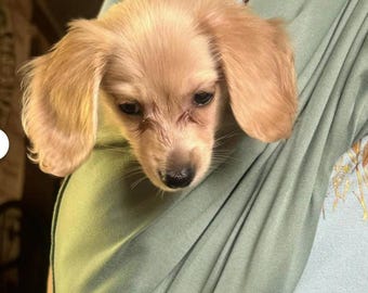 Dog Sling Soft Carrier - Carry your Puppy, Small Dog, Cat, or any Small Pet - Select a Print & Lining- Includes Safety Strap/Clip